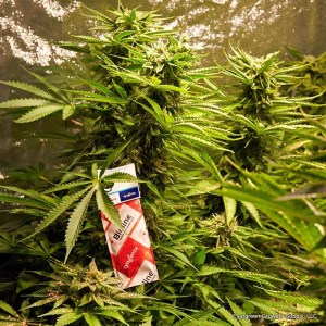 amblyseius_andersoni_slow_release_sachet_-_evergreen_growers_supply_llc