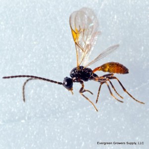 aphidius_species_-_evergreen_growers_supply_1