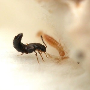 atheta_coriaria_-_rove_beetle_1