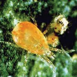 galendromus_occidentalis