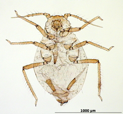 Favret, C. and G.L. Miller. 2012. AphID. Identification Technology Program, CPHST, PPQ, APHIS, USDA; Fort Collins, CO. [date you accessed site]. .