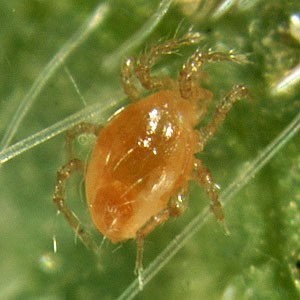 mesoseiulus_longipes