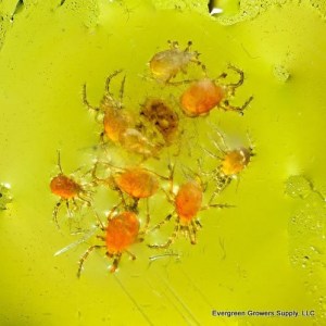 phytoseiulus_persimilis_-evergreen_growers_supply_1