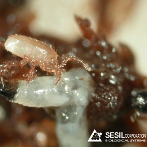 stratiolaelaps_-_hypoaspis_